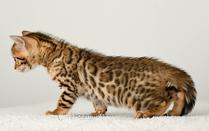 Bengal kitten for sale